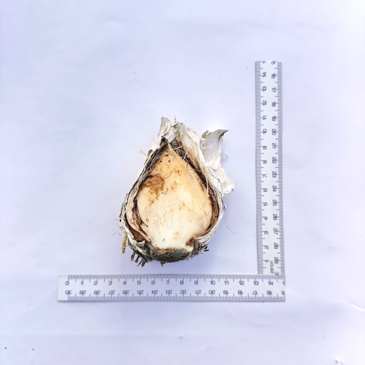 Česnek giganteum, Loukykvět