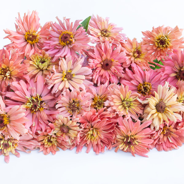 Cínie Super Cactus Burpee Rose, Loukykvět