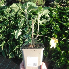 Planta