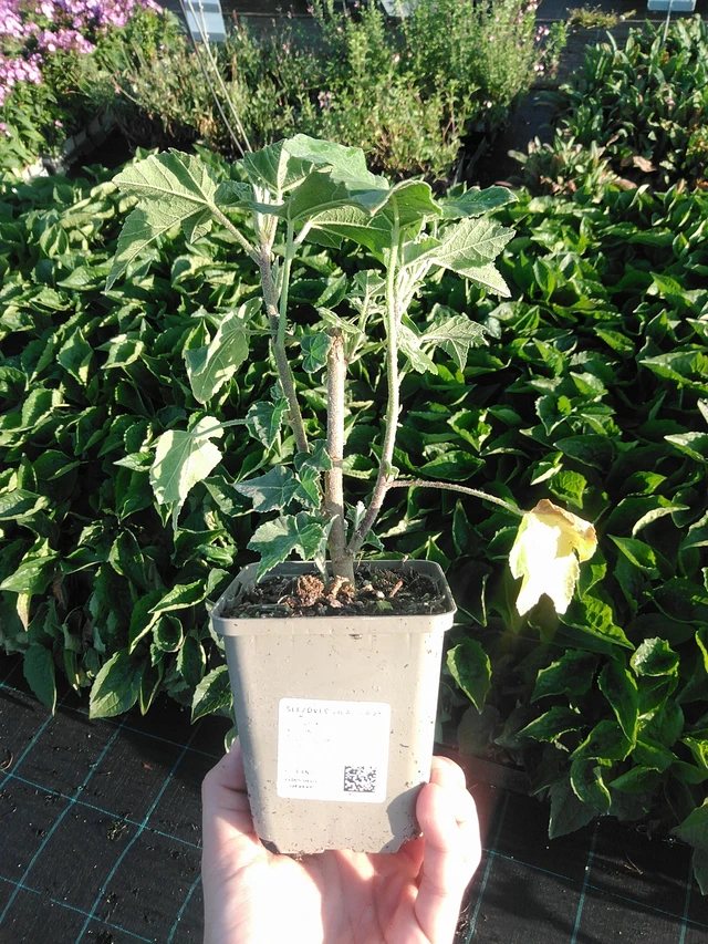 Lavatera Lilac Lady - 22. 7. 2026