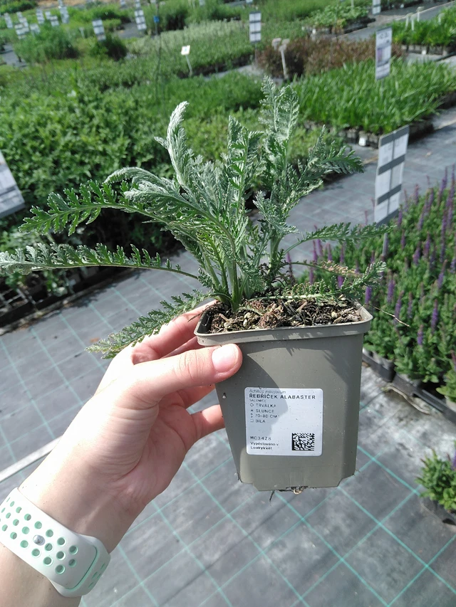 Duizendblad Alabaster - 2. 6. 2026