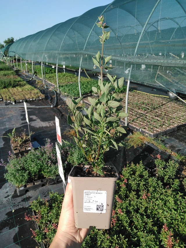 Agastache Mango Tango - 13. 7. 2026