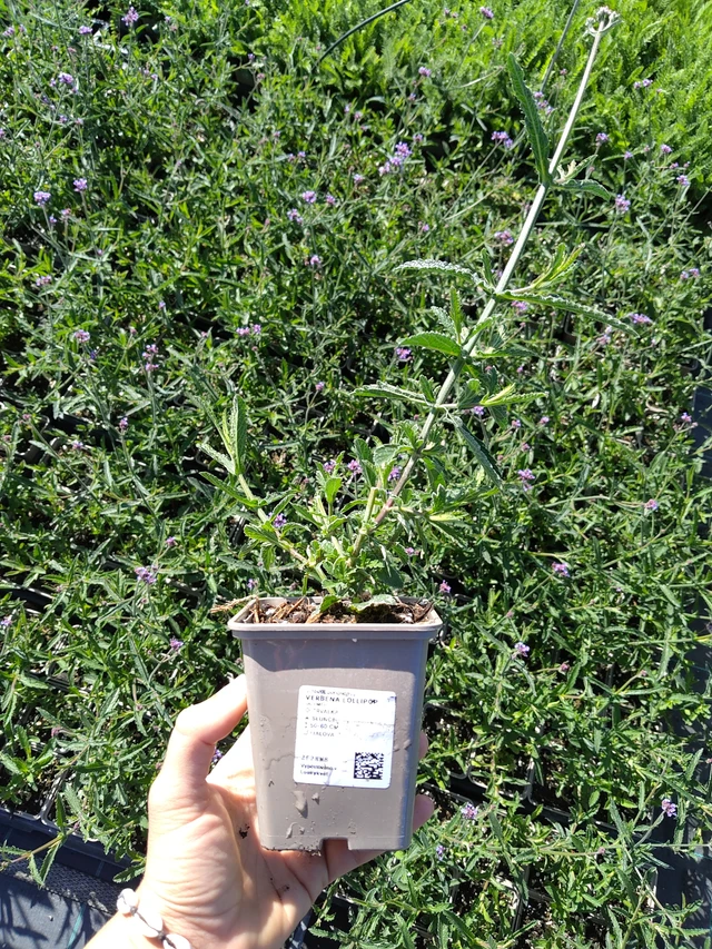 Verbena Lollipop - 12. 8. 2026