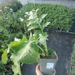 Grote plant
