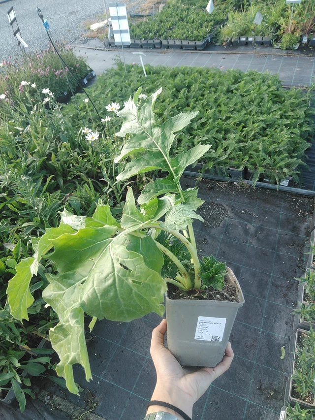 Zachte acanthus Alba - 22. 7. 2026