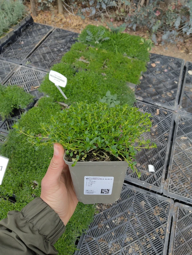 Thym serpolet Albus - 13. 5. 2026