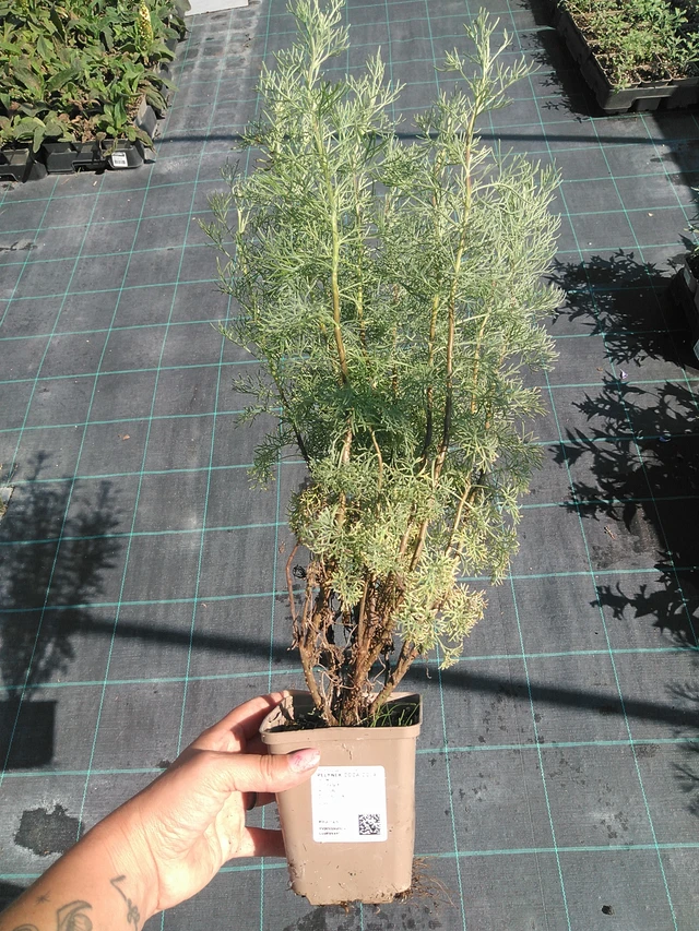 Artemisia Coca Cola - 16. 7. 2026