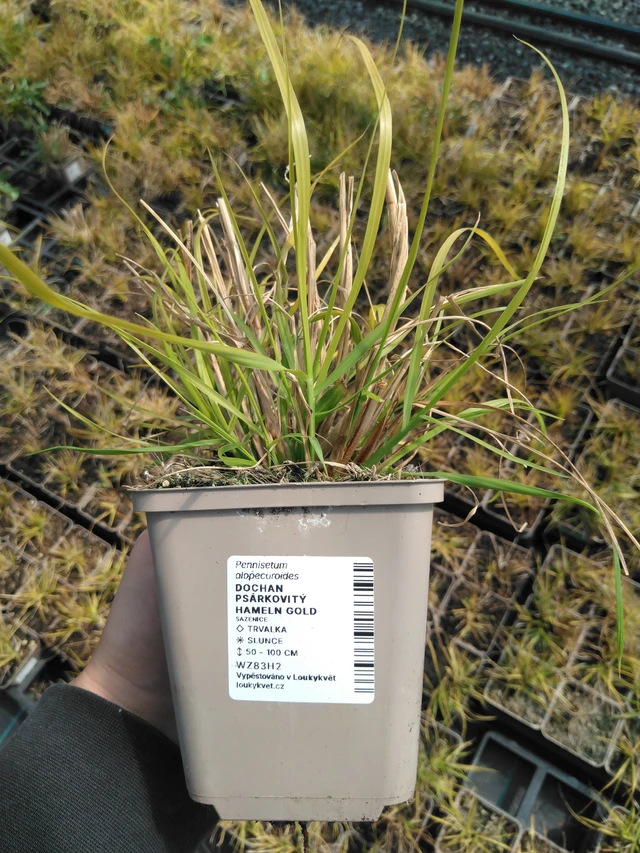 Pennisetum Hameln Gold - 13. 5. 2025