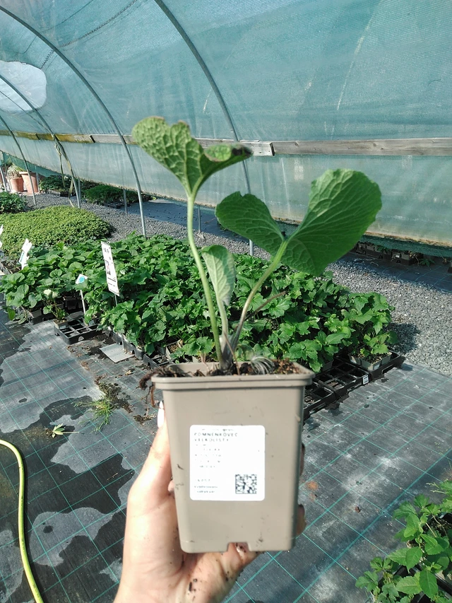 Lielā brunnera - 13. 7. 2026