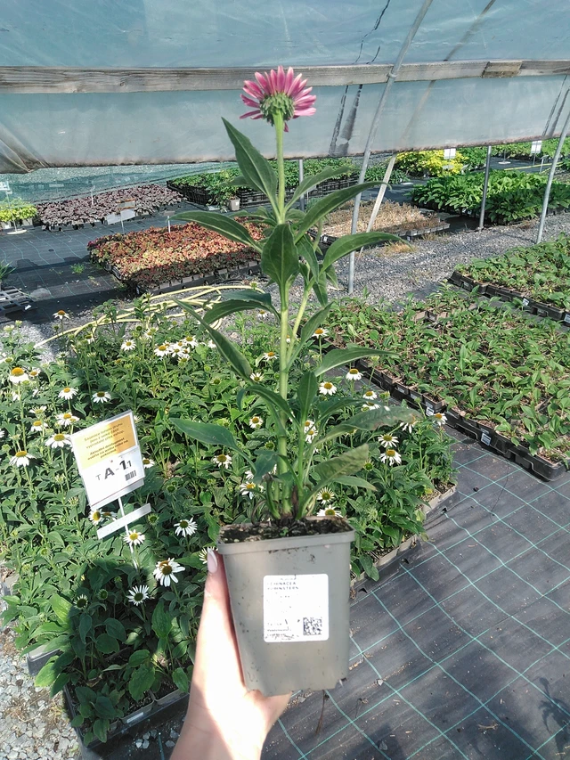 Echinacea Rubinstern - 13. 7. 2026