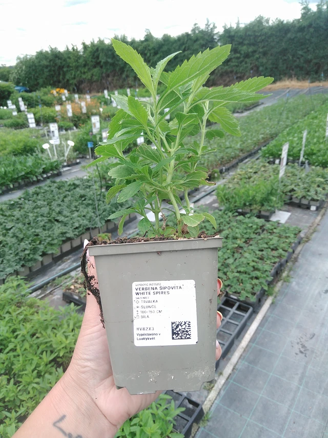 Siniverbena White Spires - 3. 6. 2026