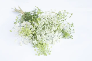 Wild carrot and Ammi