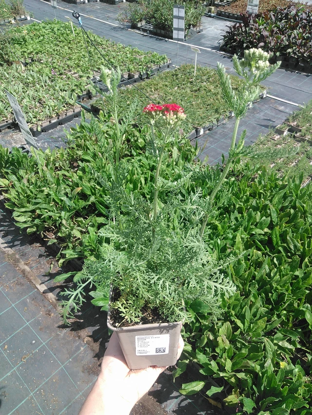 Řebříček Cerise Queen - 21. 7. 2026