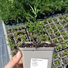 Jeune plant