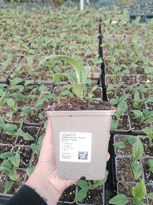 Echinacea SunSeekers White Perfection - 16. 7. 2026
