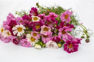 Cosmos