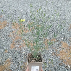 Seedling