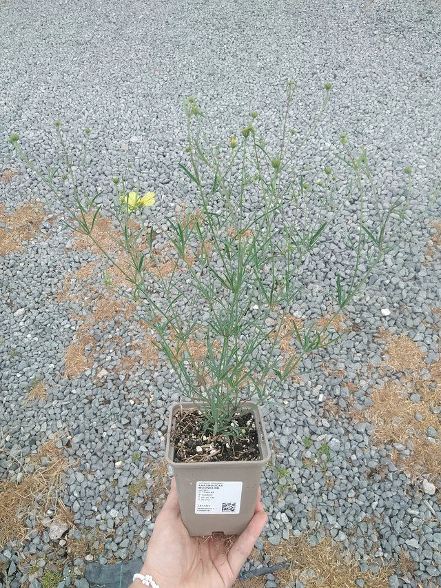 Coreopsis Moonbeam - 21. 7. 2026