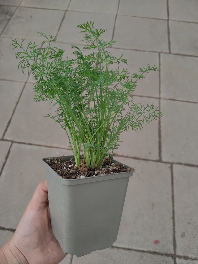 Dill - 4. 5. 2026