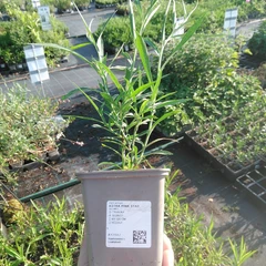 Planta