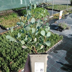 Planta