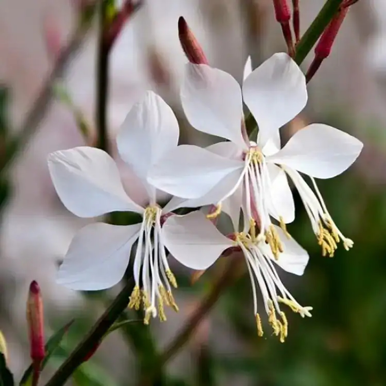 Díszgyertya Sparkle White, Loukykvět
