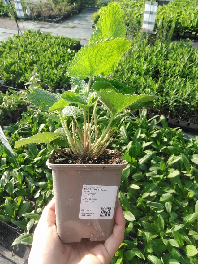Paloyrtti Tuberosa - 22. 7. 2026