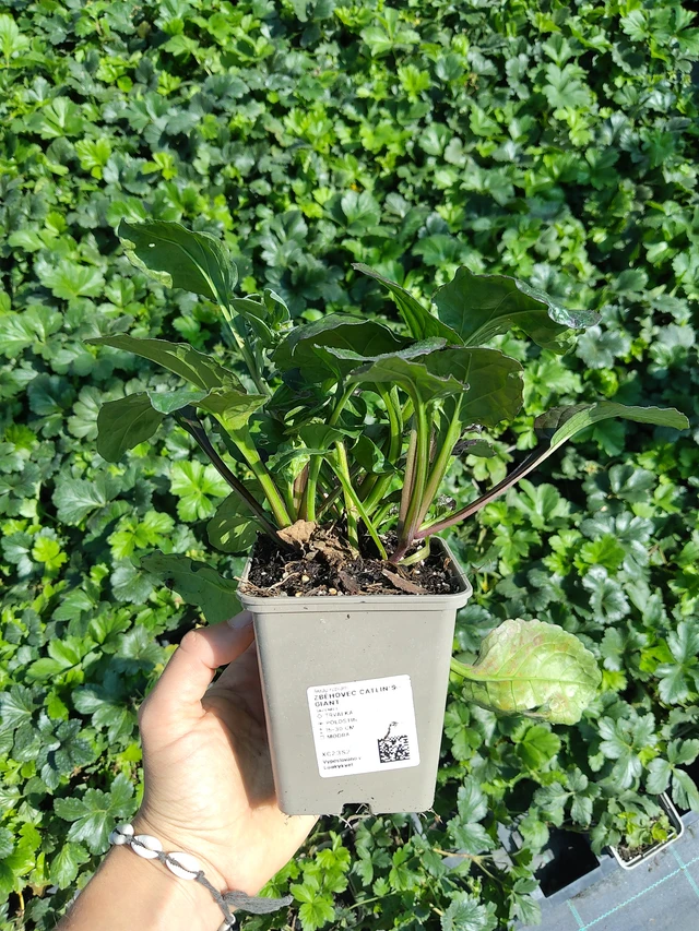 Akakapsas Catlin's Giant - 11. 8. 2026