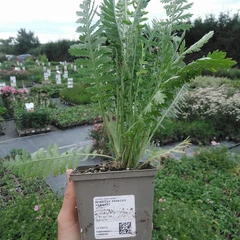 Planta