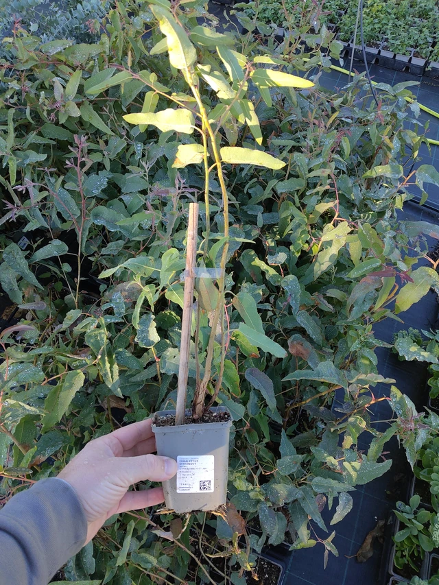 Citronski evkaliptus - 30. 9. 2026