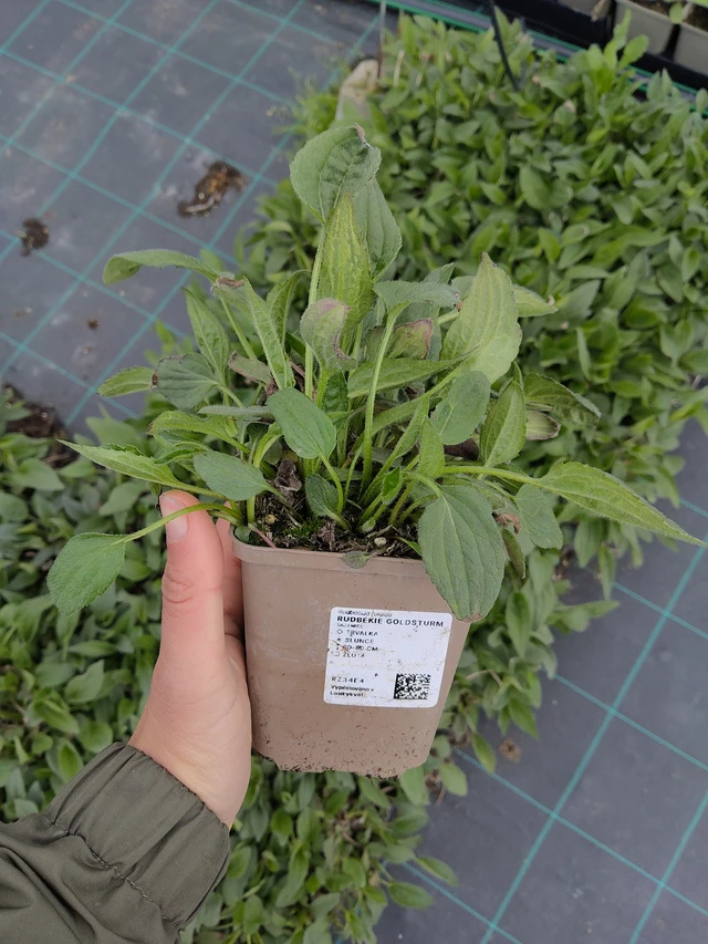 Rudbekia Goldsturm - 13. 5. 2026