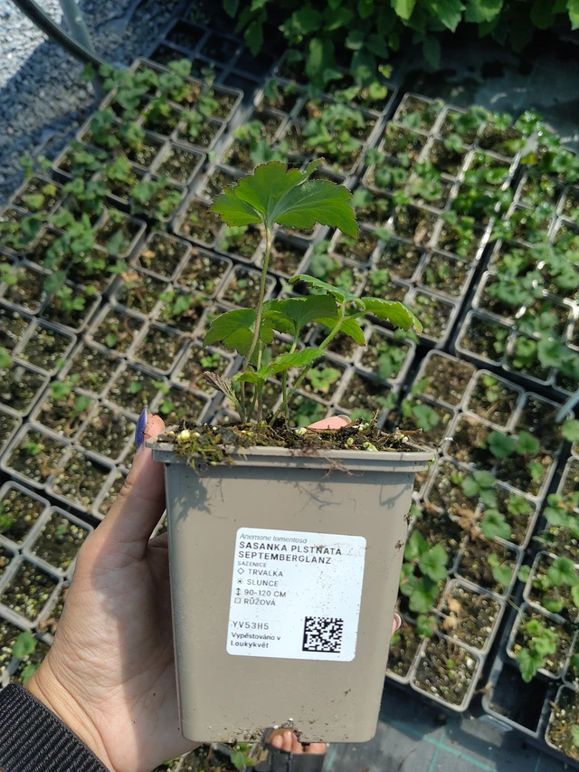 Anémone tomentosa Septemberglanz - 11. 8. 2026