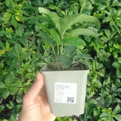 Plantje