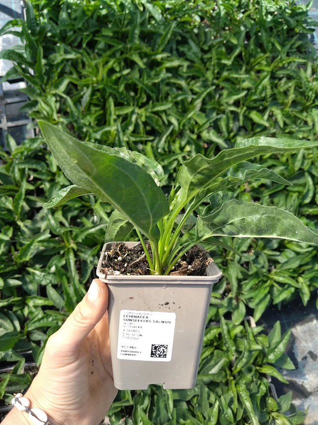 Echinacea SunSeekers Salmon - 11. 8. 2026