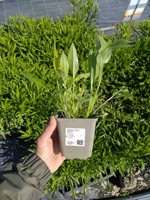 Rudbékie Green Wizard - 13. 5. 2026