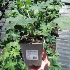Palánta