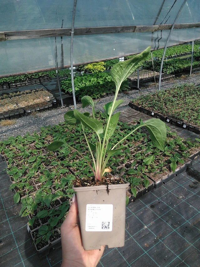 Echinacea Rubinstern - 13. 7. 2026