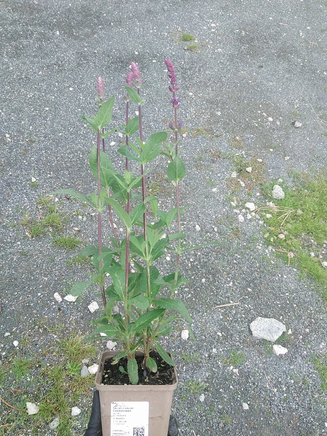 Sauge des bois Caradonna - 4. 8. 2025
