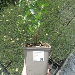 Stor planta