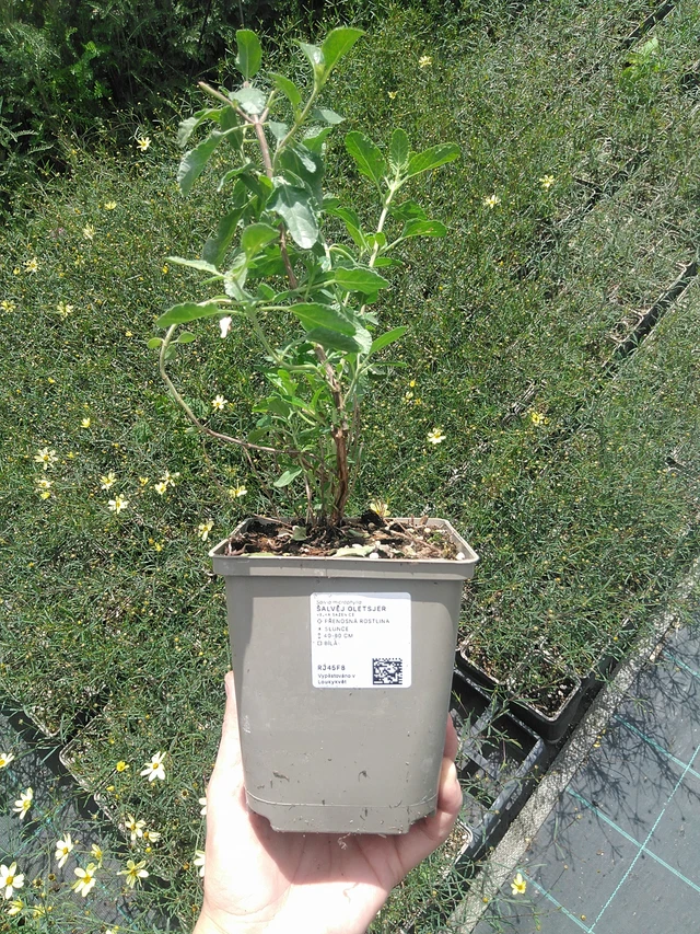 Salvia Gletsjer - 21. 7. 2026