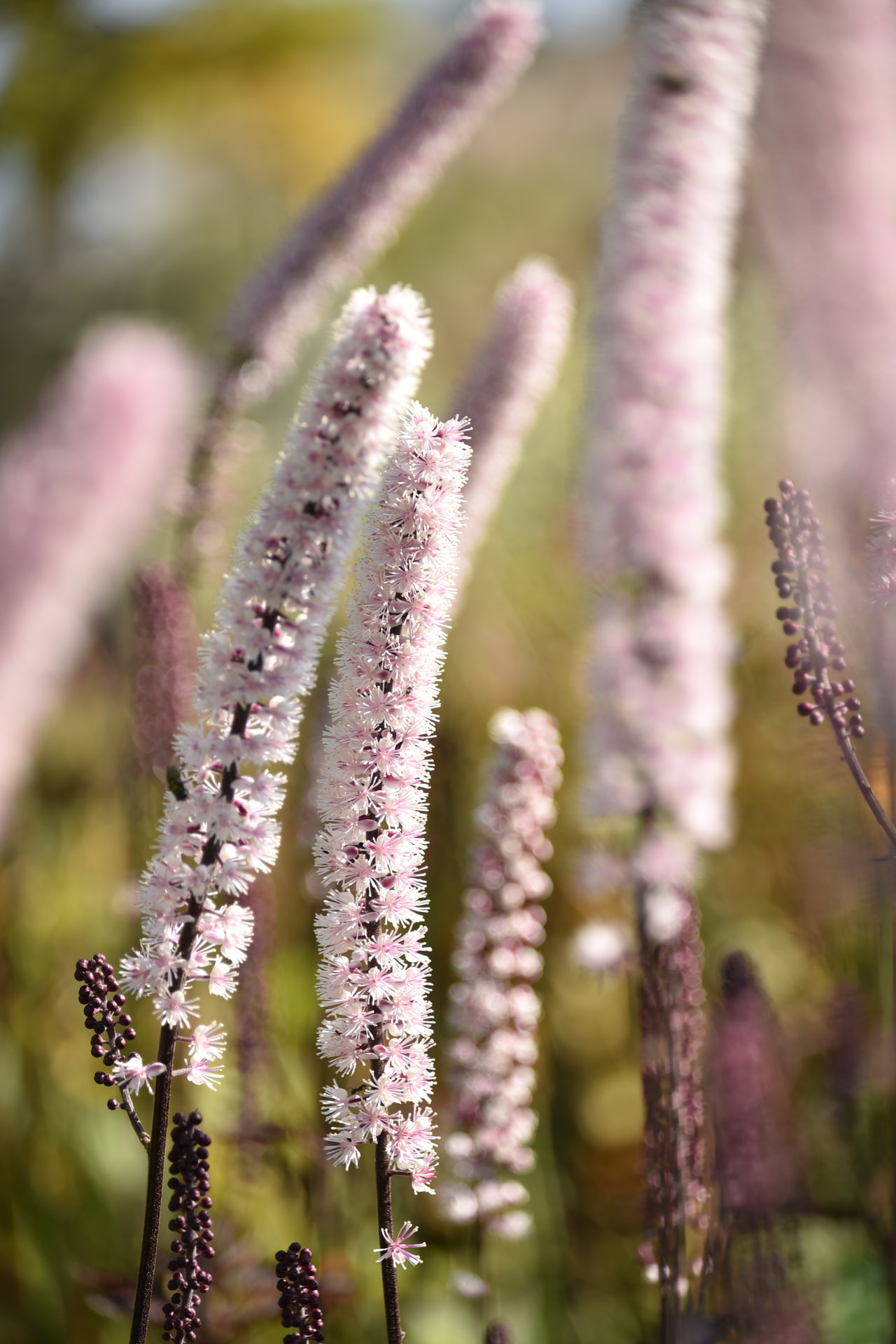 Silberkerze Pink Spike, Loukykvět
