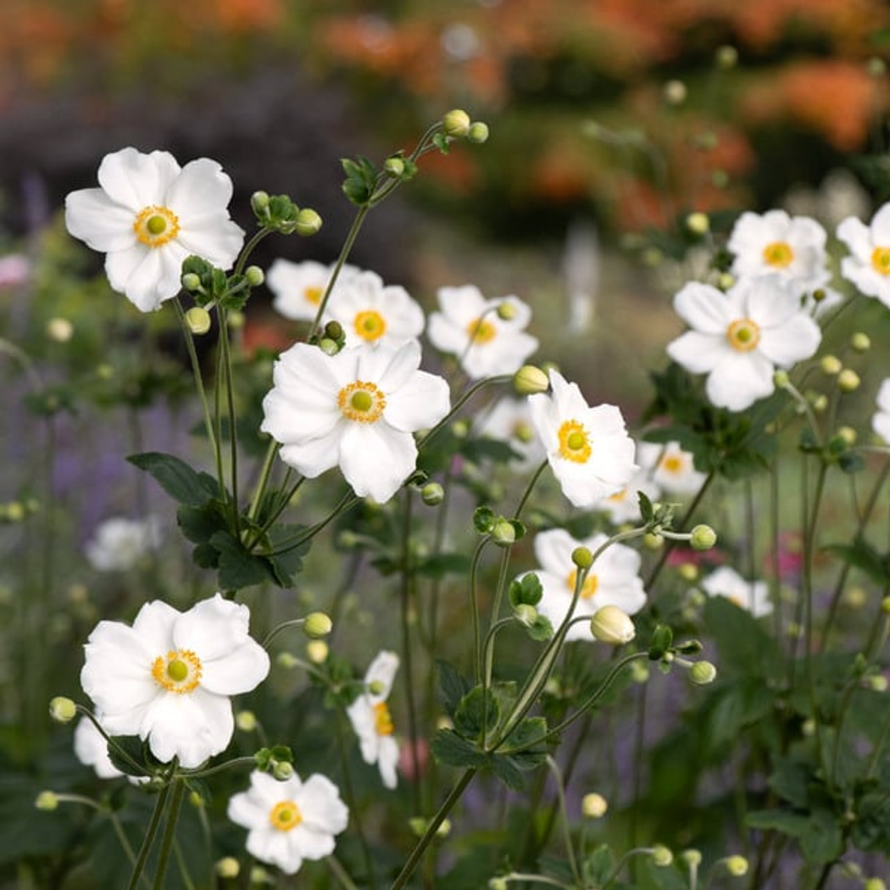 Japānas anemone Honorine Jobert, Loukykvět