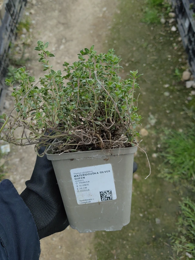 Thym Silver Queen - 13. 5. 2026