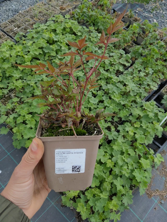Astilbe Anita Pfeifer - 13. 5. 2026