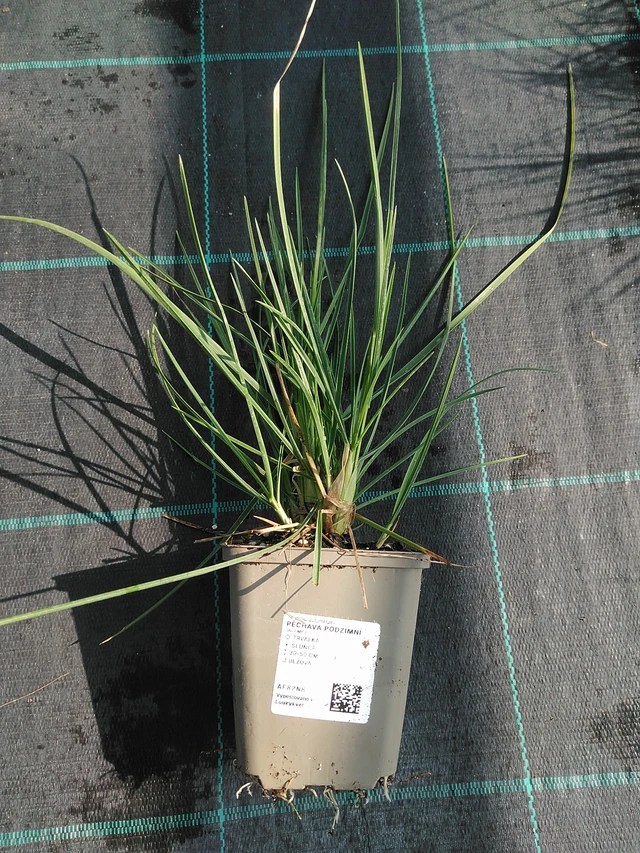 Sesleria de toamnă - 16. 7. 2026