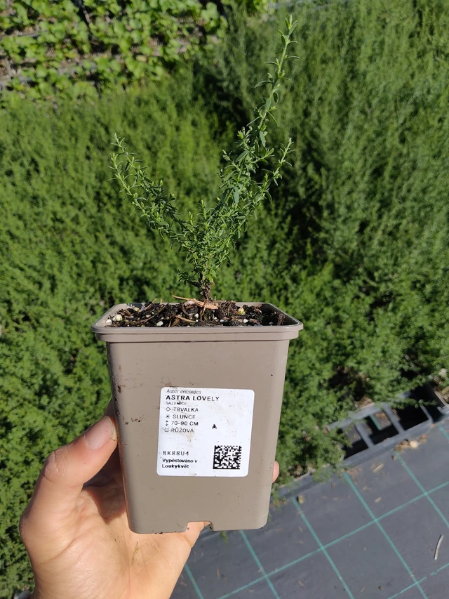 Aster Lovely - 12. 8. 2026