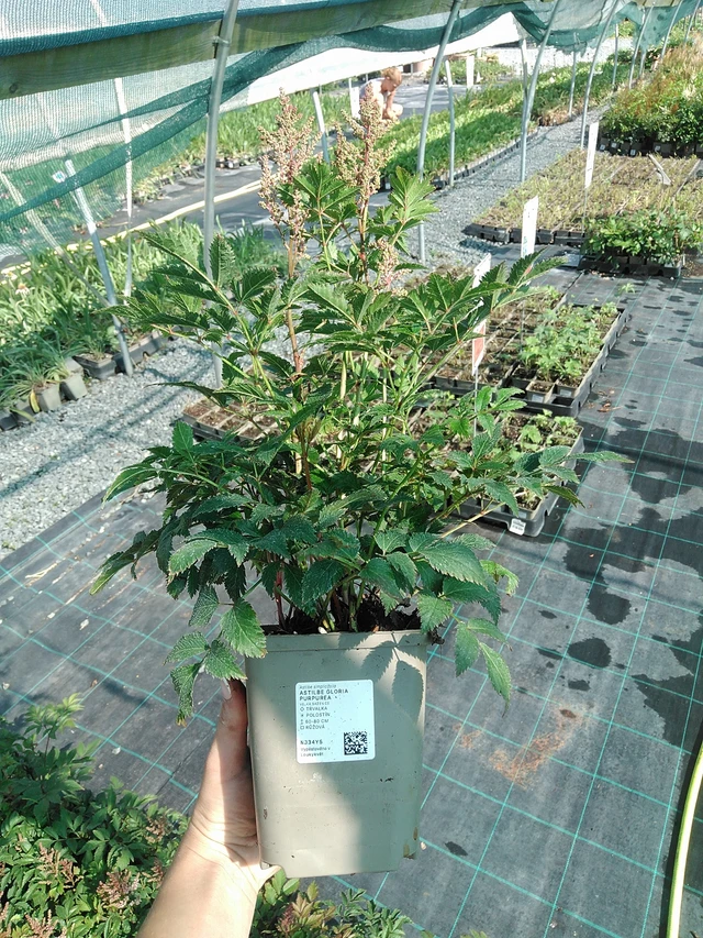Astilbė Gloria Purpurea - 13. 7. 2026