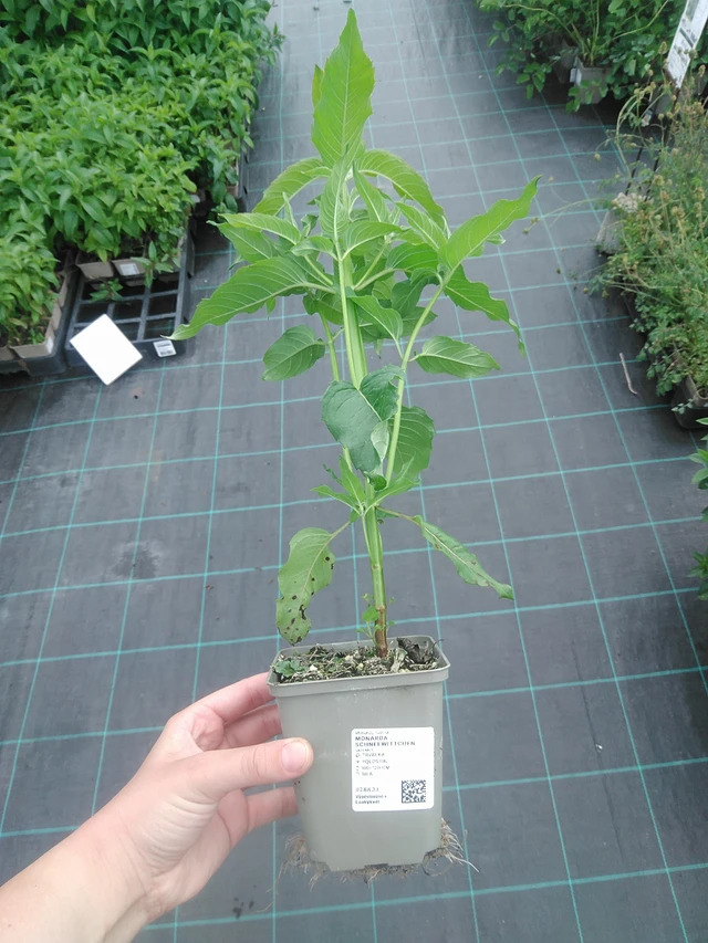 Monarda Schneewittchen - 2. 6. 2026