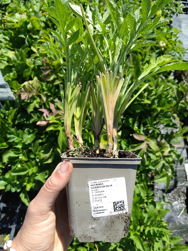 Patrinia scabiosifolia - 12. 8. 2026