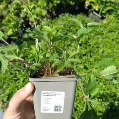 Seedling